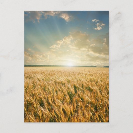 Carte Postale Champ de blé au coucher du soleil (Devant)