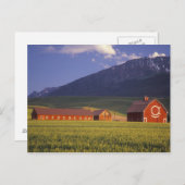 Carte Postale Champ de blé dans la vallée de Wallowa, juste (Devant / Derrière)