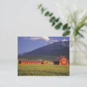 Carte Postale Champ de blé dans la vallée de Wallowa, juste (Debout devant)