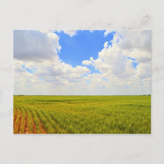 Carte Postale Champ de blé dans le comté de Scott, Kansas (Devant)