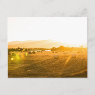Carte Postale Champ de blé Dornoch, Ecosse du Nord, UK