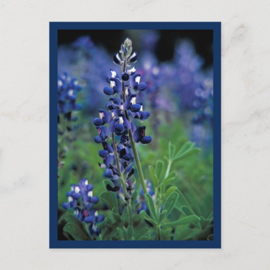 Carte Postale Champ de Bleuet Bleu Fleur Texas état (Devant)