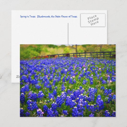 Carte Postale Champ de Bluebonnets (Devant / Derrière)