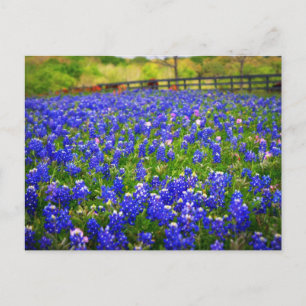 Carte Postale Champ de Bluebonnets