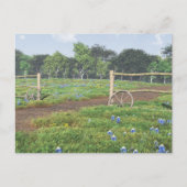 Carte Postale Champ de Bluebonnets (Devant)