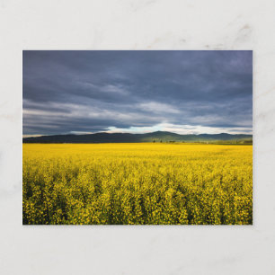 Carte Postale Champ de canola dans la lumière du matin dans le F