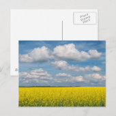 Carte Postale Champ de Canola & Nuages (Devant / Derrière)