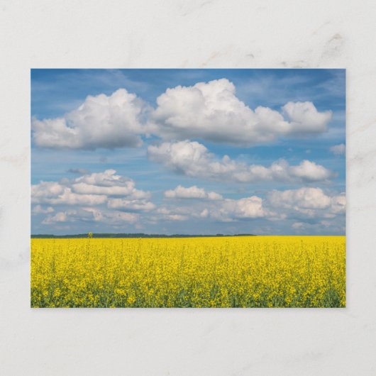 Carte Postale Champ de Canola & Nuages (Devant)