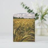 Carte Postale Champ de céréales (Debout devant)