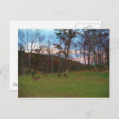 Carte Postale Champ de cerf et un SunSet rose (Devant / Derrière)