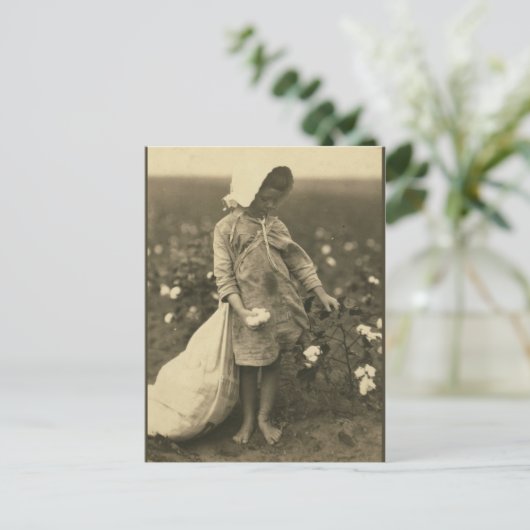 Carte Postale Champ de coton (Debout devant)