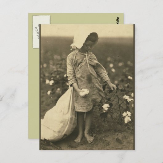 Carte Postale Champ de coton (Devant / Derrière)