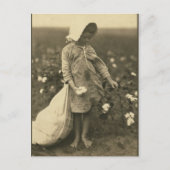 Carte Postale Champ de coton (Devant)