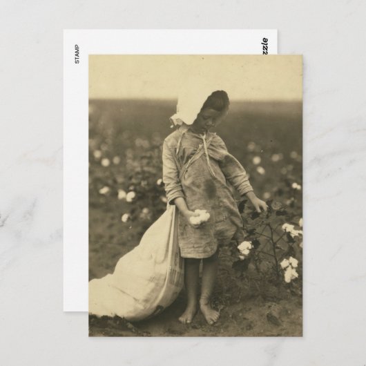 Carte Postale Champ de coton (Devant / Derrière)