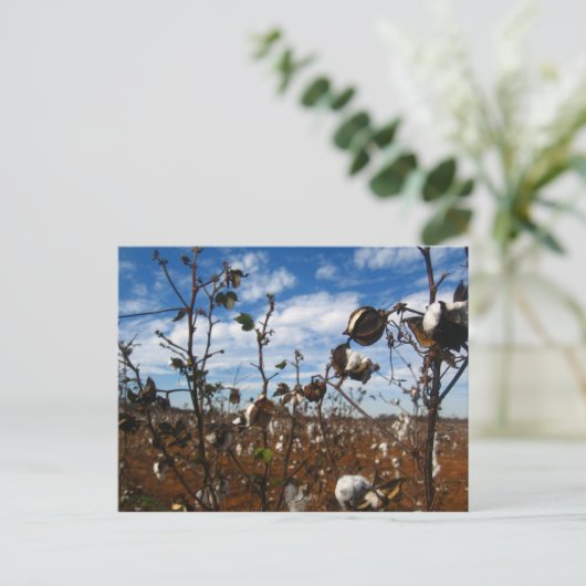 Carte Postale champ de coton (Debout devant)