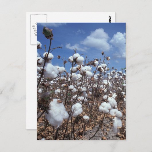 Carte Postale Champ de coton (Devant / Derrière)