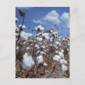 Carte Postale Champ de coton (Devant)
