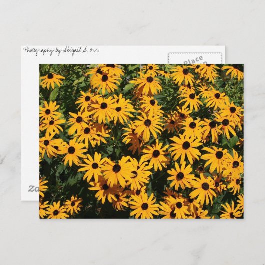 Carte Postale Champ de fleurs (Devant / Derrière)