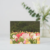 Carte Postale Champ de fleurs (Debout devant)