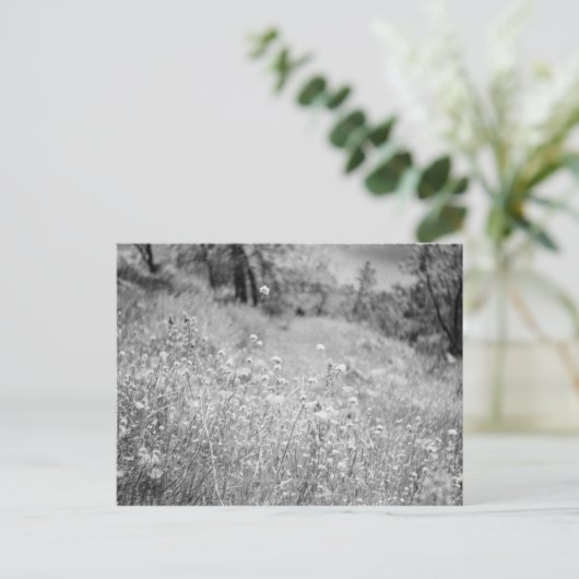 Carte Postale Champ de Fleurs (Debout devant)