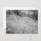 Carte Postale Champ de Fleurs (Devant / Derrière)