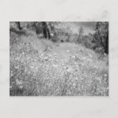 Carte Postale Champ de Fleurs (Devant)