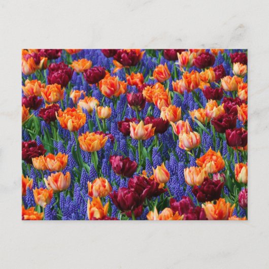 Carte Postale Champ de fleurs bleues, orange et rouges (Devant)
