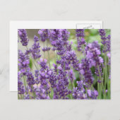 Carte Postale Champ de fleurs de lavande violette (Devant / Derrière)