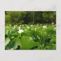 Champ de fleurs de Lotus Jardin d'été