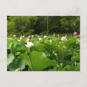 Carte Postale Champ de fleurs de Lotus Jardin d'été