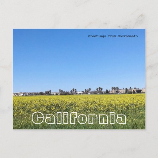 Carte Postale Champ de fleurs de moutarde (Devant)