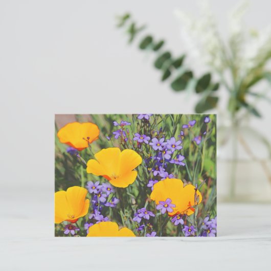 Carte Postale Champ de fleurs de printemps (Debout devant)