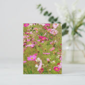 Carte Postale Champ De Fleurs Roses (Debout devant)