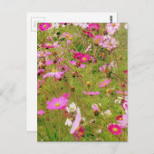 Carte Postale Champ De Fleurs Roses (Devant / Derrière)