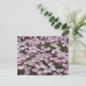 Carte postale - Champ de fleurs roses (Debout devant)