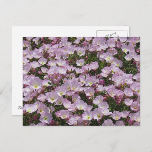 Carte postale - Champ de fleurs roses (Devant / Derrière)