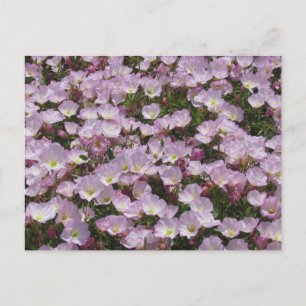 Carte postale - Champ de fleurs roses