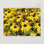 Carte Postale Champ de Fleurs sauvages jaunes (Devant)