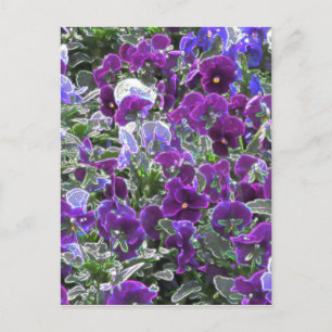 Carte Postale Champ De Fleurs Violettes 8420 Pansies