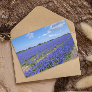 Carte Postale Champ de Hyacinthes