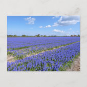 Carte Postale Champ de Hyacinthes (Devant)