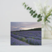 Carte Postale Champ de lavande au coucher du soleil (Debout devant)