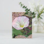 Carte Postale Champ de liseron rose et blanc (Debout devant)