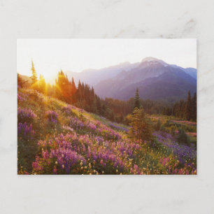 Carte Postale Champ de lupin et montagnes Olympiques à