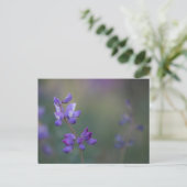 Carte Postale champ de Lupine (Debout devant)