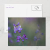 Carte Postale champ de Lupine (Devant / Derrière)