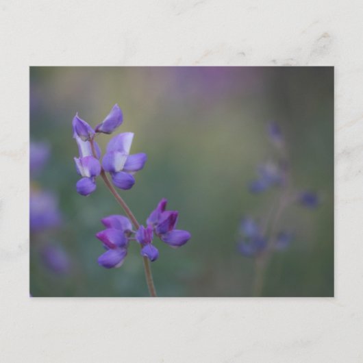 Carte Postale champ de Lupine (Devant)