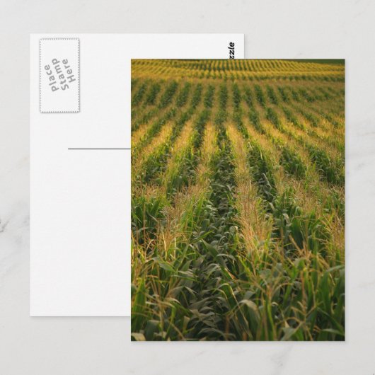 Carte Postale Champ de maïs (Devant / Derrière)