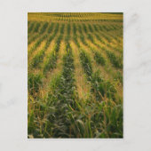 Carte Postale Champ de maïs (Devant)