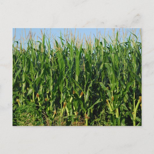Carte Postale Champ de maïs (Devant)